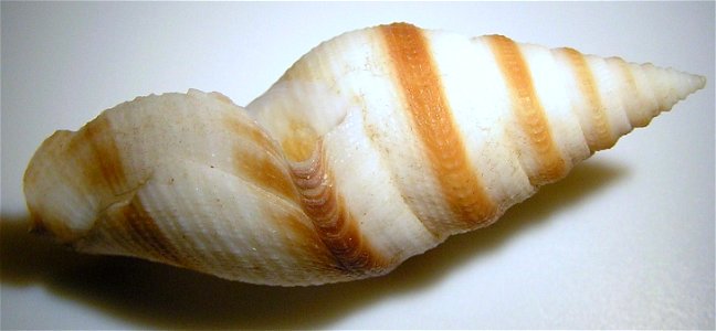 Bathytoma atractoides boholica Parth, 1994; the Philippines