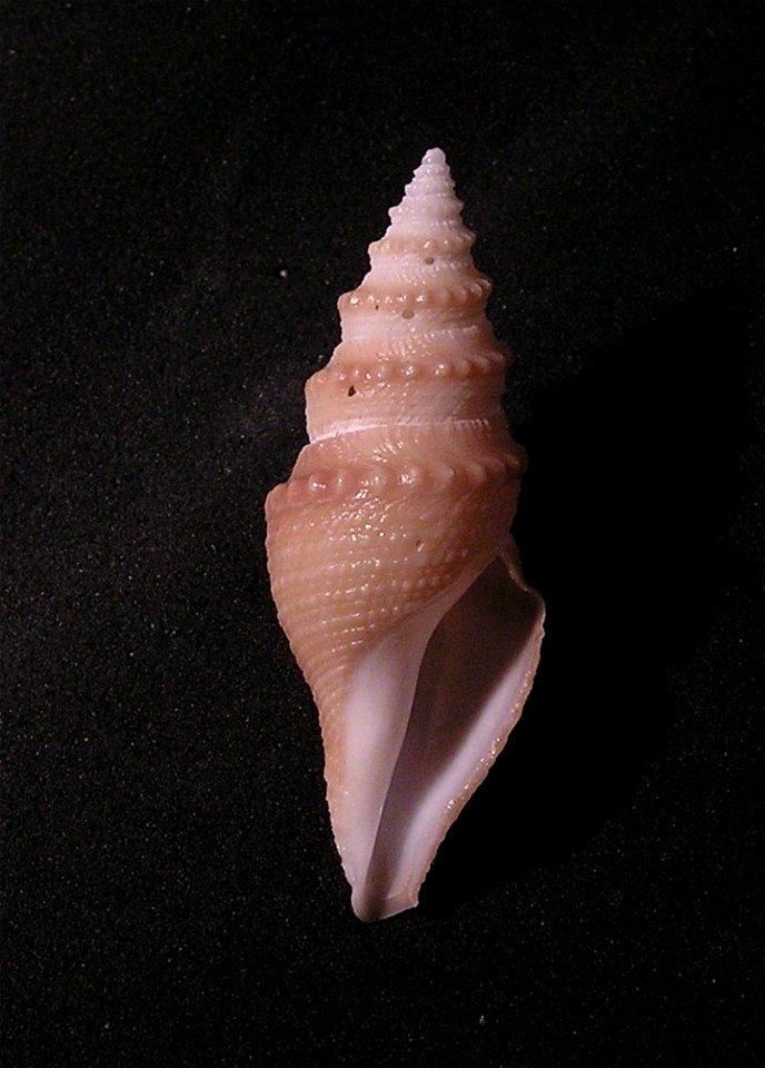 Bathytoma helenae Kilburn, 1974 ; South Africa