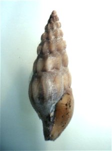 Bela nebula (Montagu, 1803) , a cone snail in the family Conidae; Mediterranean Sea