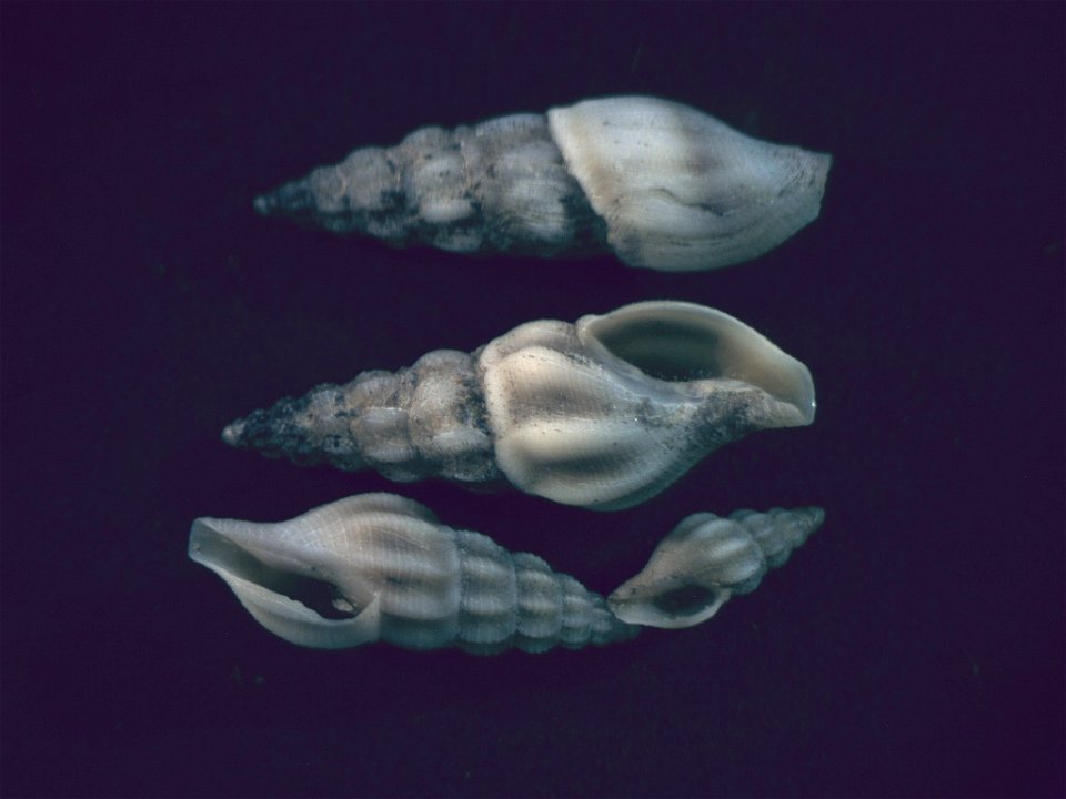 Bela nebula (Montagu, 1803) , a cone snail from the family Conidae; Mediterranean Sea