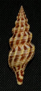 Cheungbeia kawamurai (Habe & Kosuge, 1966) ; family Pseudomelatomidae; Vietnam