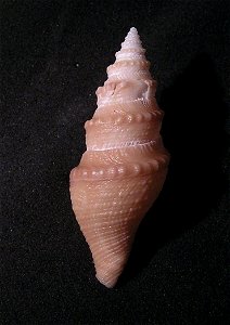 Bathytoma helenae Kilburn, 1974 ; South Africa