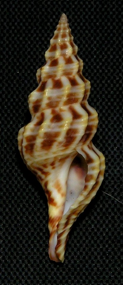 Cheungbeia kawamurai (Habe & Kosuge, 1966) ; family Pseudomelatomidae; Vietnam