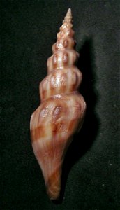 Comitas peelae Bozzetti, 1993 ; Pseudomelatomidae; the Phillipines