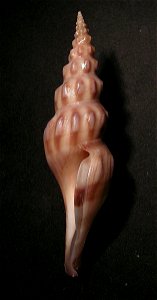 Comitas peelae Bozzetti, 1993 ; Pseudomelatomidae; the Phillipines