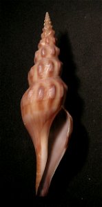 Comitas peelae Bozzetti, 1993 ; Pseudomelatomidae; the Phillipines
