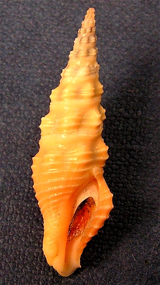 Compsodrillia duplicata (G.B. Sowerby I, 1834); family Pseudomelatomidae; Pacific Panama