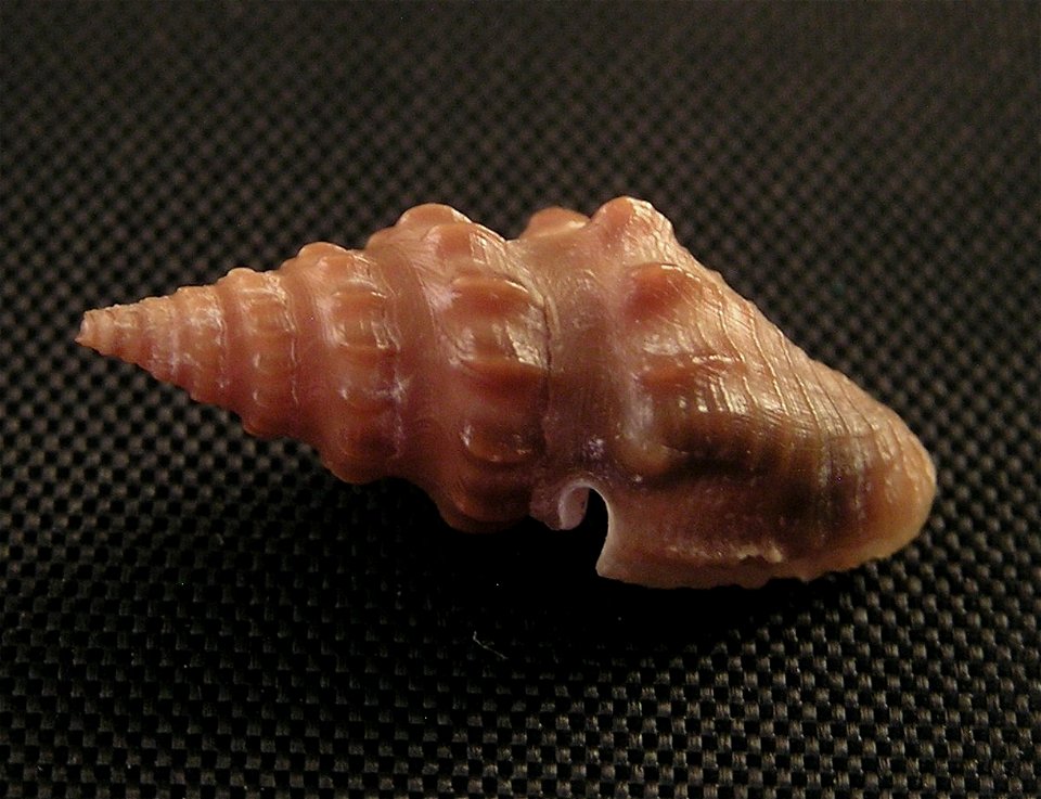 Crassispira abdera (W.H. Dall, 1919); family Pseudomelatomidae; Panama