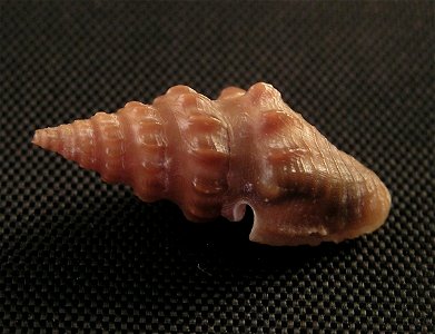 Crassispira abdera (W.H. Dall, 1919); family Pseudomelatomidae; Panama