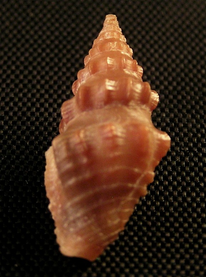 Crassispira abdera (W.H. Dall, 1919); family Pseudomelatomidae; Panama