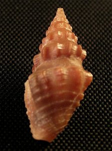 Crassispira abdera (W.H. Dall, 1919); family Pseudomelatomidae; Panama