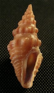 Crassispira abdera (W.H. Dall, 1919); family Pseudomelatomidae; Panama