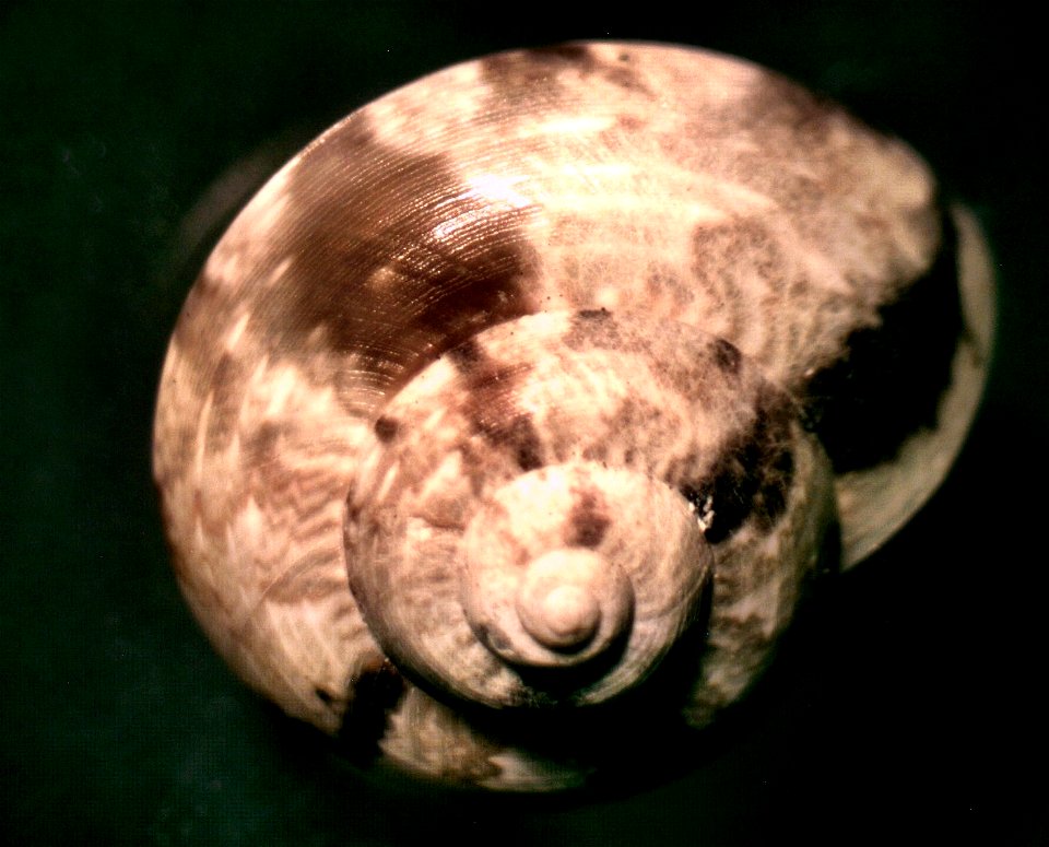 Ethminolia vitiliginea (Menke, 1843) ; Australia
