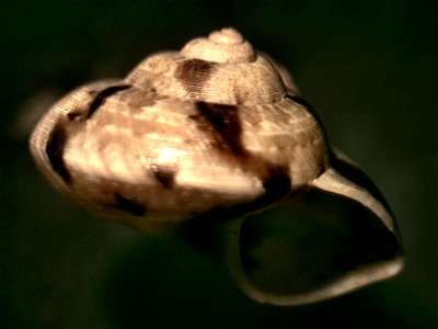 Ethminolia vitiliginea (Menke, 1843) ; Australia