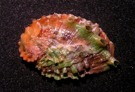 Haliotis jacnensis L. A. Reeve, 1846, an abolone in the family Haliotidae: Philippines