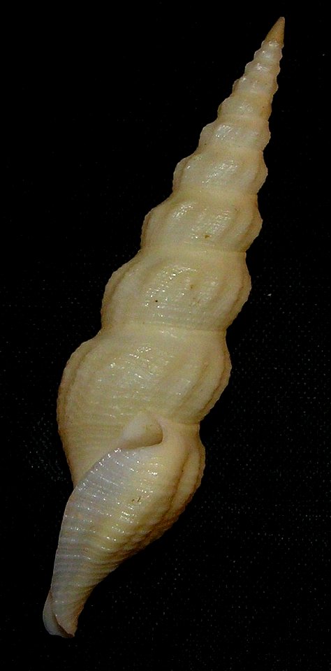 Inquisitor nudivaricosus Kuroda & Oyama, 1971 ; family Pseidomelatomidae; the Philippines