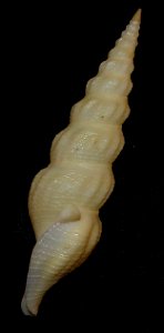 Inquisitor nudivaricosus Kuroda & Oyama, 1971 ; family Pseidomelatomidae; the Philippines