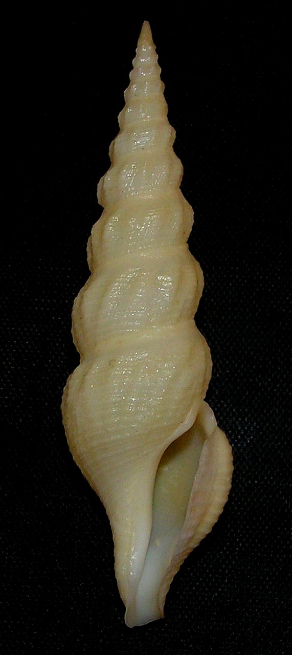 Inquisitor nudivaricosus T. Kuroda & K. Oyama, 1971; family Pseudomelatomidae; Philippines
