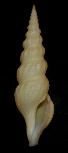 Inquisitor nudivaricosus T. Kuroda & K. Oyama, 1971; family Pseudomelatomidae; Philippines
