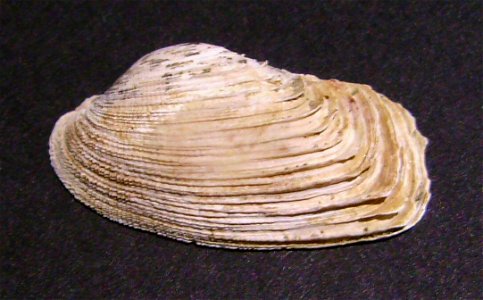 Irus elegans from Browns Bay, Auckland, New Zealand.




Public domainPublic domainfalsefalse





This work has been released into the  by its author, Graham Bould. This applies worldwide.In some cou