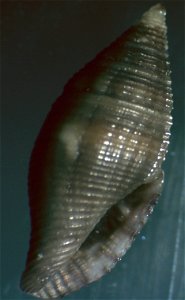Lovellona peaseana Finlay, 1927 ; family Mitromorphidae; the Philippines