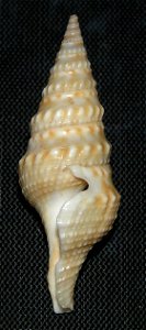Turricula nelliae (E. A. Smith, 1877); family Clavatulidae; Taiwan