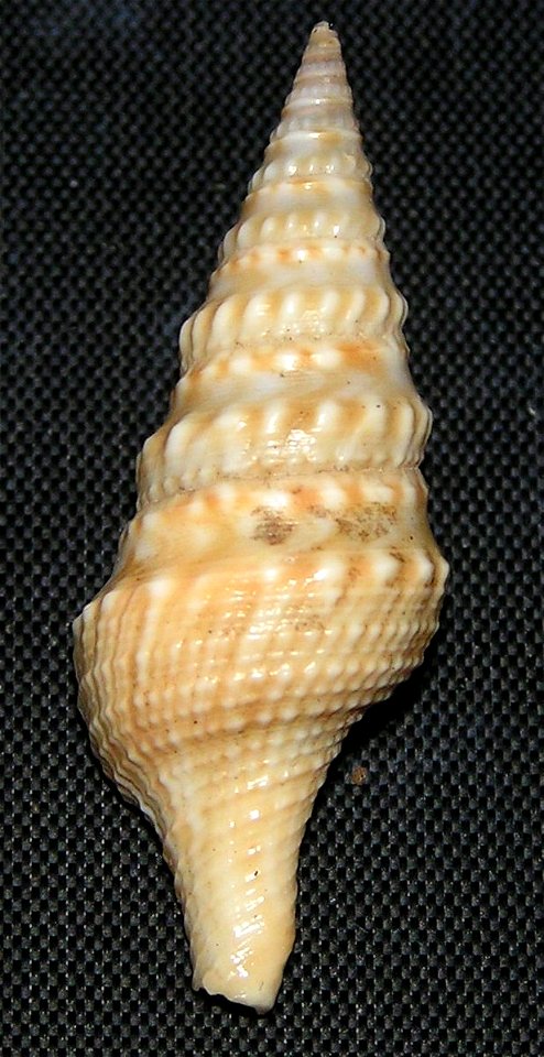 Turricula nelliae (E. A. Smith, 1877); family Clavatulidae; Taiwan