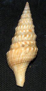 Turricula nelliae (E. A. Smith, 1877); family Clavatulidae; Taiwan