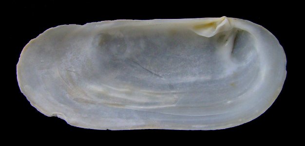 Zenatia acinaces (inside) from Pakiri Beach, New Zealand.




Public domainPublic domainfalsefalse





This work has been released into the  by its author, Graham Bould. This applies worldwide.In som