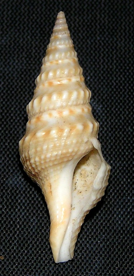 Turricula nelliae (E. A. Smith, 1877); family Clavatulidae; Taiwan