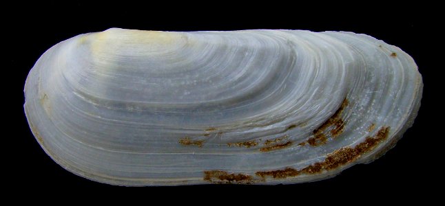 Zenatia acinaces from Pakiri Beach, New Zealand.




Public domainPublic domainfalsefalse





This work has been released into the  by its author, Graham Bould. This applies worldwide.In some countri