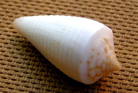 Conus asiaticus lovellreevei G. Raybaudi Massilia, 1993