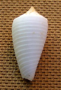 Conus asiaticus lovellreevei G. Raybaudi Massilia, 1993