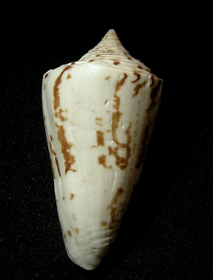 Conus eximius Reeve, 1849 ; China.