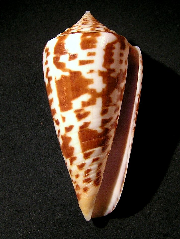 Conus inscriptus Reeve, 1845 ; Mozambique