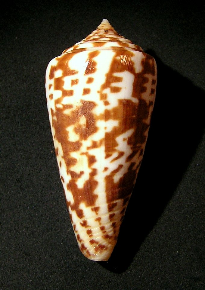 Conus inscriptus Reeve, 1845 ; Mozambique
