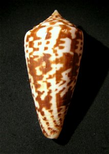Conus inscriptus Reeve, 1845 ; Mozambique