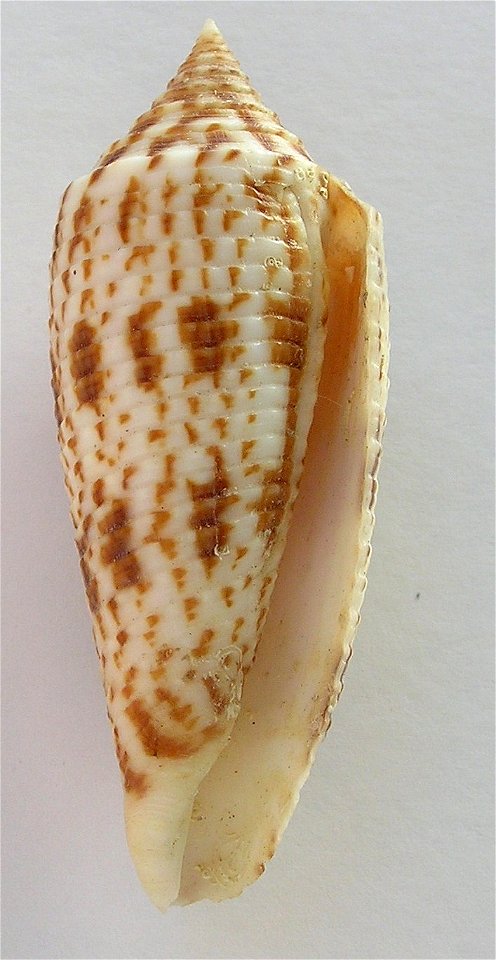 Conus laterculatus G. B. Sowerby II, 1870 ; the Philippines