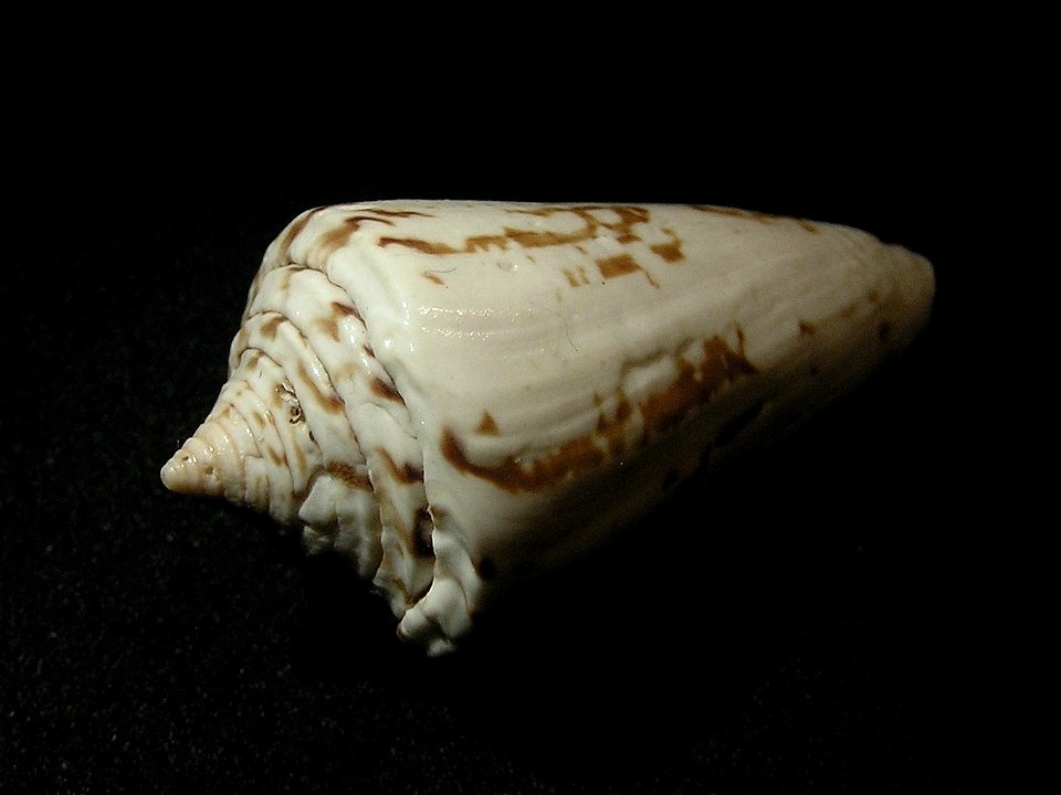 Conus eximius Reeve, 1849 ; China