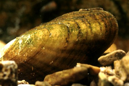 Medionidus conradicus