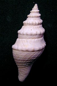 Bathytoma prodicia Kilburn, 1986; family Borsoniidae