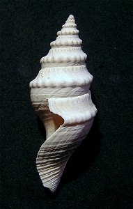 Bathytoma prodicia Kilburn, 1986; family Borsoniidae