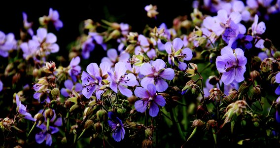 Flowers summer sun