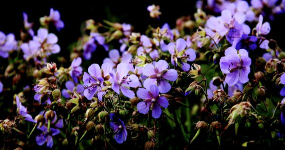 Flowers summer sun photo