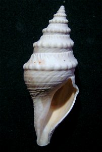 Bathytoma prodicia Kilburn, 1986; family Borsoniidae
