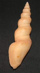 Bathytoma visagei Kilburn, 1973; family Borsoniidae