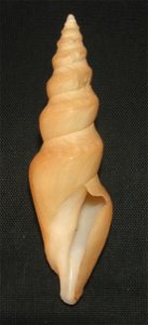 Bathytoma visagei Kilburn, 1973; family Borsoniidae