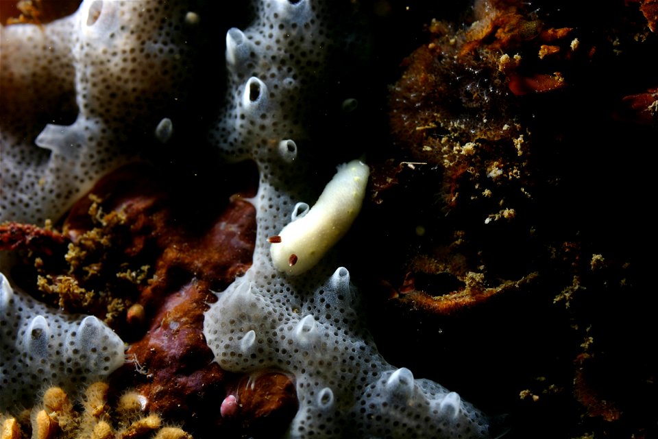 Cadlina flavomaculata