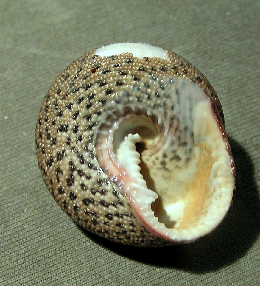 Clanculus undatus Lamarck, 1816; family Trochidae: Tasmania