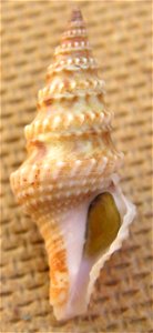 Clavatula lelieuri (Récluz, 1851) ; Guinea Bissau